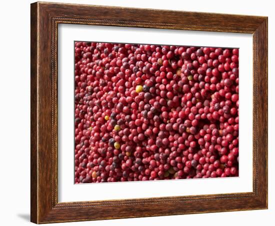 Ripe Coffee Beans, Recuca Coffee Plantation, Near Armenia, Colombia, South America-Ethel Davies-Framed Photographic Print