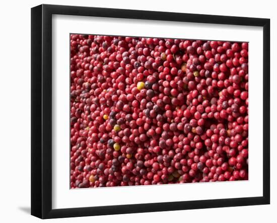 Ripe Coffee Beans, Recuca Coffee Plantation, Near Armenia, Colombia, South America-Ethel Davies-Framed Photographic Print