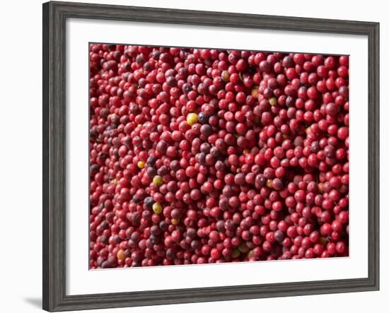 Ripe Coffee Beans, Recuca Coffee Plantation, Near Armenia, Colombia, South America-Ethel Davies-Framed Photographic Print