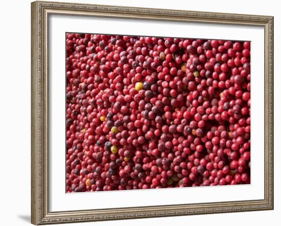 Ripe Coffee Beans, Recuca Coffee Plantation, Near Armenia, Colombia, South America-Ethel Davies-Framed Photographic Print