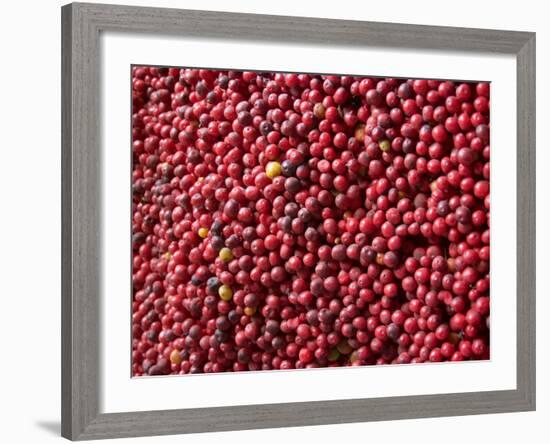 Ripe Coffee Beans, Recuca Coffee Plantation, Near Armenia, Colombia, South America-Ethel Davies-Framed Photographic Print