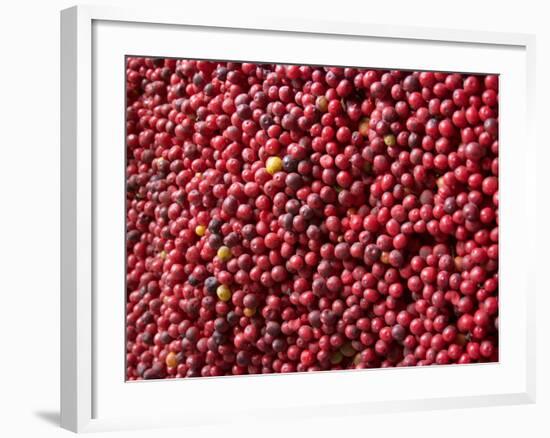 Ripe Coffee Beans, Recuca Coffee Plantation, Near Armenia, Colombia, South America-Ethel Davies-Framed Photographic Print