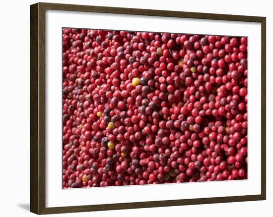 Ripe Coffee Beans, Recuca Coffee Plantation, Near Armenia, Colombia, South America-Ethel Davies-Framed Photographic Print