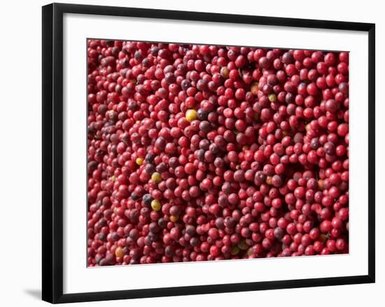 Ripe Coffee Beans, Recuca Coffee Plantation, Near Armenia, Colombia, South America-Ethel Davies-Framed Photographic Print