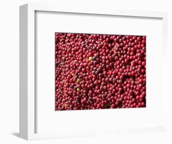 Ripe Coffee Beans, Recuca Coffee Plantation, Near Armenia, Colombia, South America-Ethel Davies-Framed Photographic Print