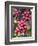 Ripe Coffee Berries, Kona Joe's Coffee Plantation, Kona, Hawaii-Ethel Davies-Framed Photographic Print