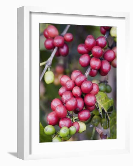 Ripe Coffee Berries, Kona Joe's Coffee Plantation, Kona, Hawaii-Ethel Davies-Framed Photographic Print