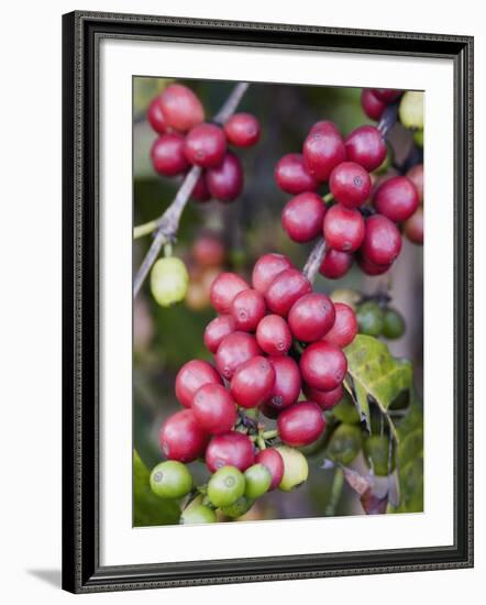Ripe Coffee Berries, Kona Joe's Coffee Plantation, Kona, Hawaii-Ethel Davies-Framed Photographic Print