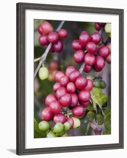 Ripe Coffee Berries, Kona Joe's Coffee Plantation, Kona, Hawaii-Ethel Davies-Framed Photographic Print