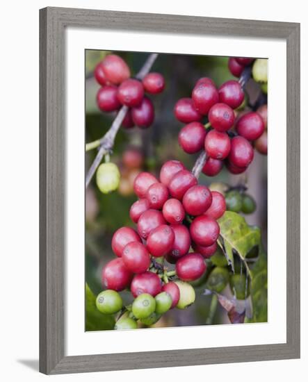 Ripe Coffee Berries, Kona Joe's Coffee Plantation, Kona, Hawaii-Ethel Davies-Framed Photographic Print