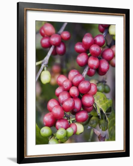 Ripe Coffee Berries, Kona Joe's Coffee Plantation, Kona, Hawaii-Ethel Davies-Framed Photographic Print