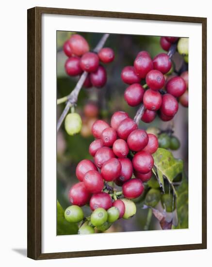 Ripe Coffee Berries, Kona Joe's Coffee Plantation, Kona, Hawaii-Ethel Davies-Framed Photographic Print