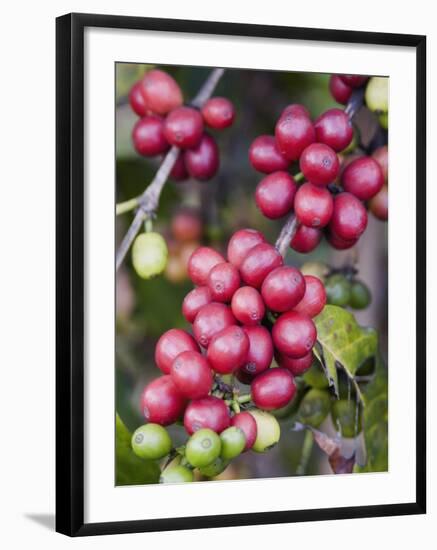 Ripe Coffee Berries, Kona Joe's Coffee Plantation, Kona, Hawaii-Ethel Davies-Framed Photographic Print