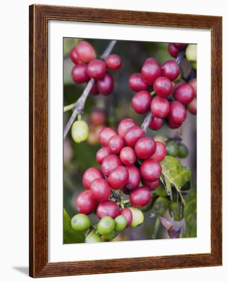 Ripe Coffee Berries, Kona Joe's Coffee Plantation, Kona, Hawaii-Ethel Davies-Framed Photographic Print