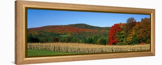 Ripe Corn Autumn Leaves Vermont USA-null-Framed Stretched Canvas