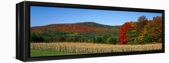 Ripe Corn Autumn Leaves Vermont USA-null-Framed Stretched Canvas