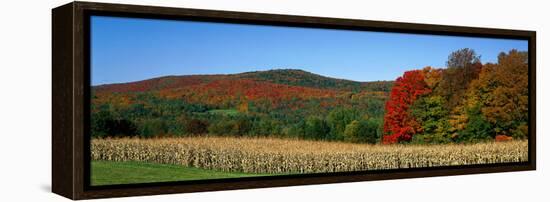 Ripe Corn Autumn Leaves Vermont USA-null-Framed Stretched Canvas