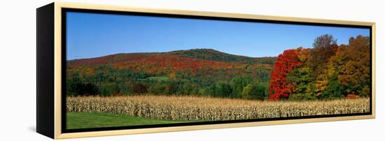 Ripe Corn Autumn Leaves Vermont USA-null-Framed Stretched Canvas