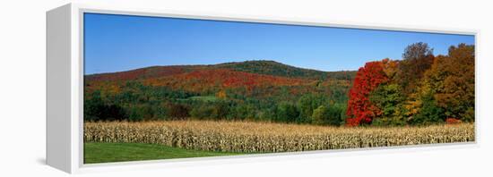 Ripe Corn Autumn Leaves Vermont USA-null-Framed Stretched Canvas