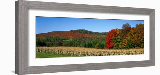 Ripe Corn Autumn Leaves Vermont USA-null-Framed Photographic Print