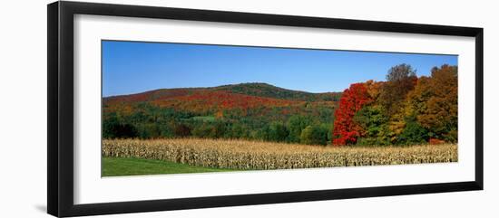 Ripe Corn Autumn Leaves Vermont USA-null-Framed Photographic Print