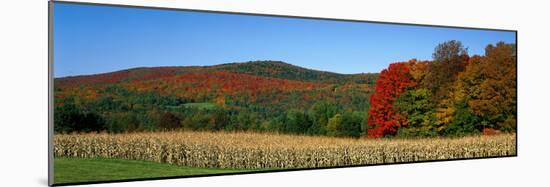 Ripe Corn Autumn Leaves Vermont USA-null-Mounted Photographic Print