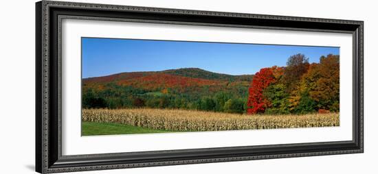 Ripe Corn Autumn Leaves Vermont USA-null-Framed Photographic Print