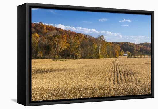 Ripe Cornfield and Barn in Brown County, Indiana, USA-Chuck Haney-Framed Premier Image Canvas