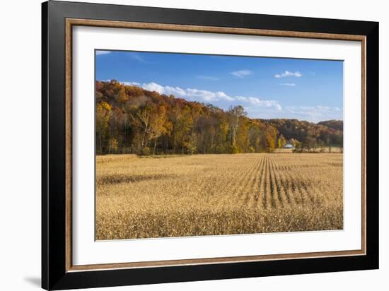 Ripe Cornfield and Barn in Brown County, Indiana, USA-Chuck Haney-Framed Photographic Print