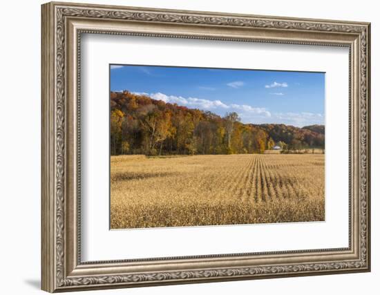 Ripe Cornfield and Barn in Brown County, Indiana, USA-Chuck Haney-Framed Photographic Print