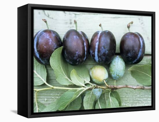 Ripe Damsons and Green Damsons on Branch-Luzia Ellert-Framed Premier Image Canvas