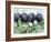 Ripe Damsons and Green Damsons on Branch-Luzia Ellert-Framed Photographic Print