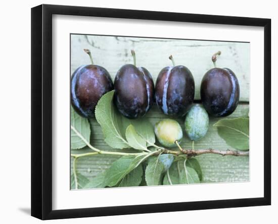 Ripe Damsons and Green Damsons on Branch-Luzia Ellert-Framed Photographic Print