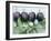 Ripe Damsons and Green Damsons on Branch-Luzia Ellert-Framed Photographic Print