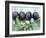 Ripe Damsons and Green Damsons on Branch-Luzia Ellert-Framed Photographic Print