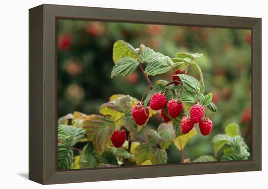 Ripe Fruit Hanging From a Raspberry Bush-Kaj Svensson-Framed Premier Image Canvas