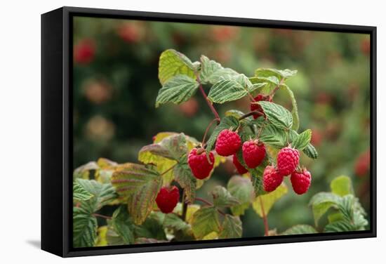 Ripe Fruit Hanging From a Raspberry Bush-Kaj Svensson-Framed Premier Image Canvas