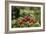 Ripe Fruit Hanging From a Raspberry Bush-Kaj Svensson-Framed Photographic Print