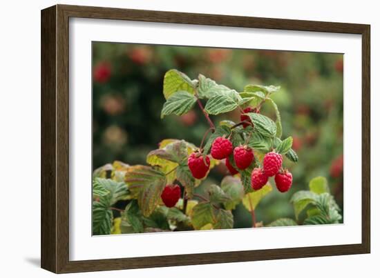 Ripe Fruit Hanging From a Raspberry Bush-Kaj Svensson-Framed Photographic Print