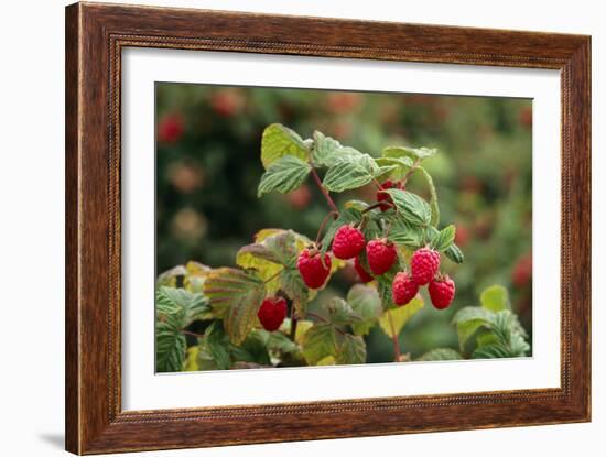 Ripe Fruit Hanging From a Raspberry Bush-Kaj Svensson-Framed Photographic Print