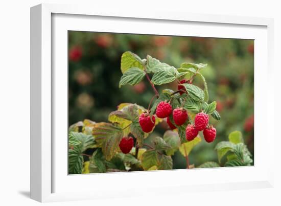 Ripe Fruit Hanging From a Raspberry Bush-Kaj Svensson-Framed Photographic Print