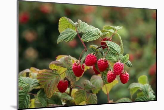 Ripe Fruit Hanging From a Raspberry Bush-Kaj Svensson-Mounted Photographic Print