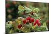 Ripe Fruit Hanging From a Raspberry Bush-Kaj Svensson-Mounted Photographic Print