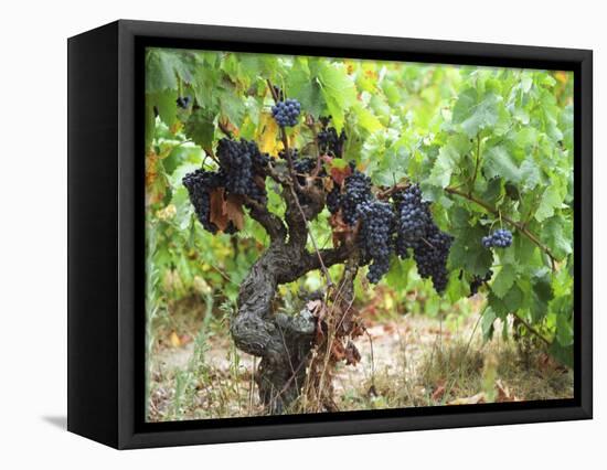 Ripe Grapes in the Vineyard, Domaine Pech-Redon, Coteaux Du Languedoc La Clape-Per Karlsson-Framed Premier Image Canvas