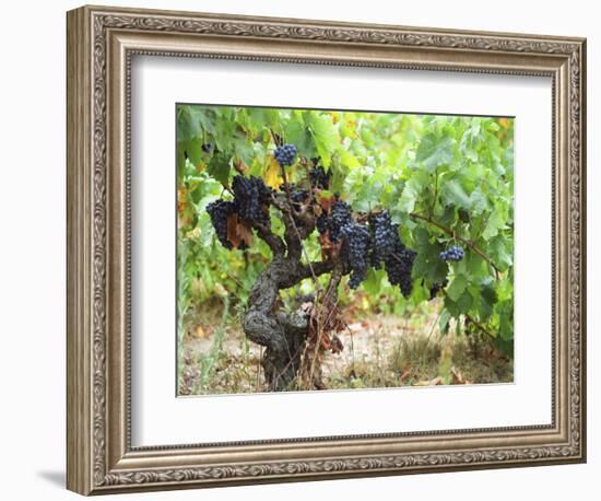 Ripe Grapes in the Vineyard, Domaine Pech-Redon, Coteaux Du Languedoc La Clape-Per Karlsson-Framed Photographic Print