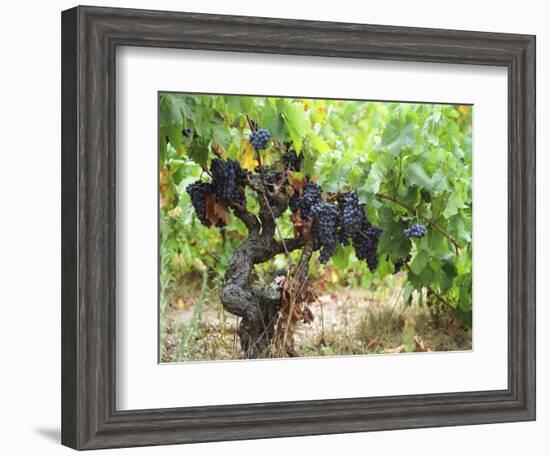 Ripe Grapes in the Vineyard, Domaine Pech-Redon, Coteaux Du Languedoc La Clape-Per Karlsson-Framed Photographic Print