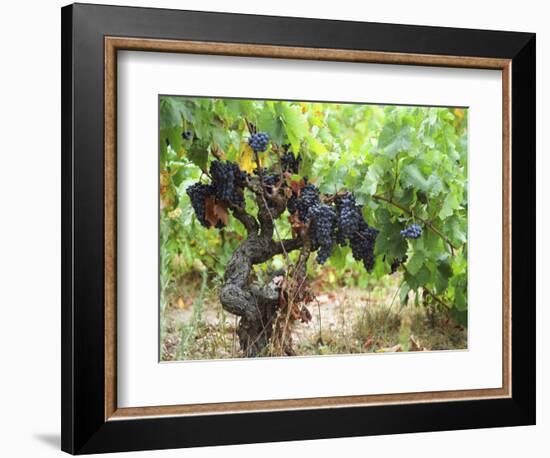 Ripe Grapes in the Vineyard, Domaine Pech-Redon, Coteaux Du Languedoc La Clape-Per Karlsson-Framed Photographic Print