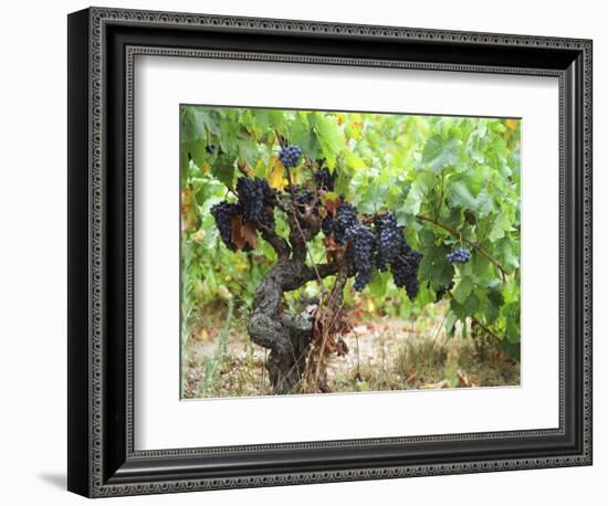 Ripe Grapes in the Vineyard, Domaine Pech-Redon, Coteaux Du Languedoc La Clape-Per Karlsson-Framed Photographic Print