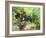 Ripe Grapes in the Vineyard, Domaine Pech-Redon, Coteaux Du Languedoc La Clape-Per Karlsson-Framed Photographic Print