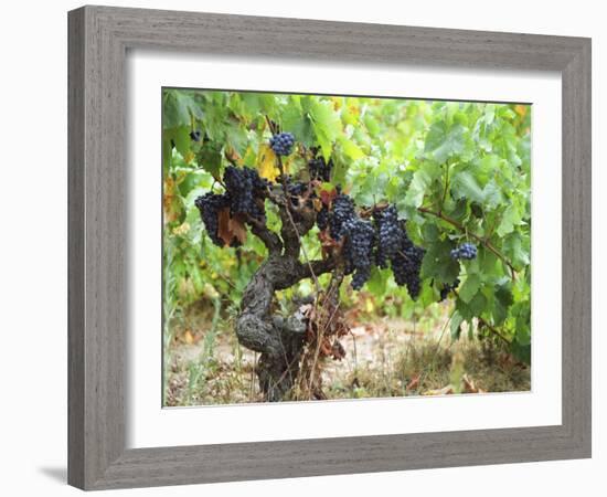 Ripe Grapes in the Vineyard, Domaine Pech-Redon, Coteaux Du Languedoc La Clape-Per Karlsson-Framed Photographic Print